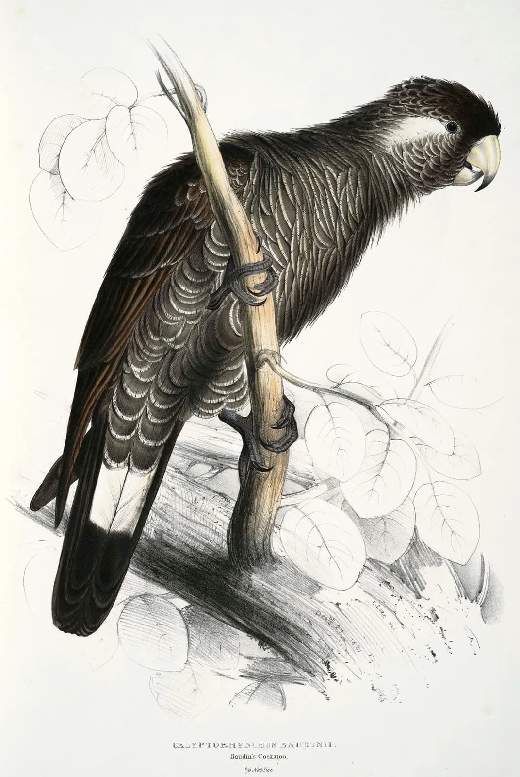 Zwarte kaketoe (Calyptorhynchus baudinii) – Edward Lear