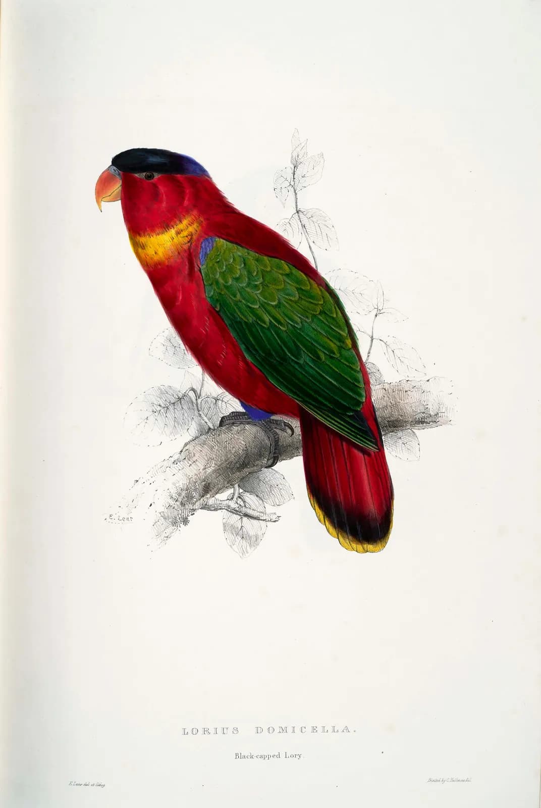 Zwartkaplori – Edward Lear