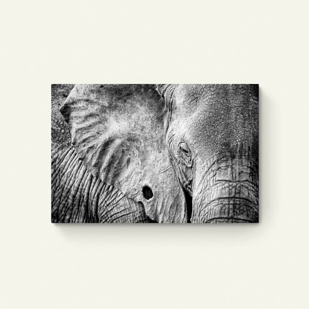 Olifant close up zwart-wit