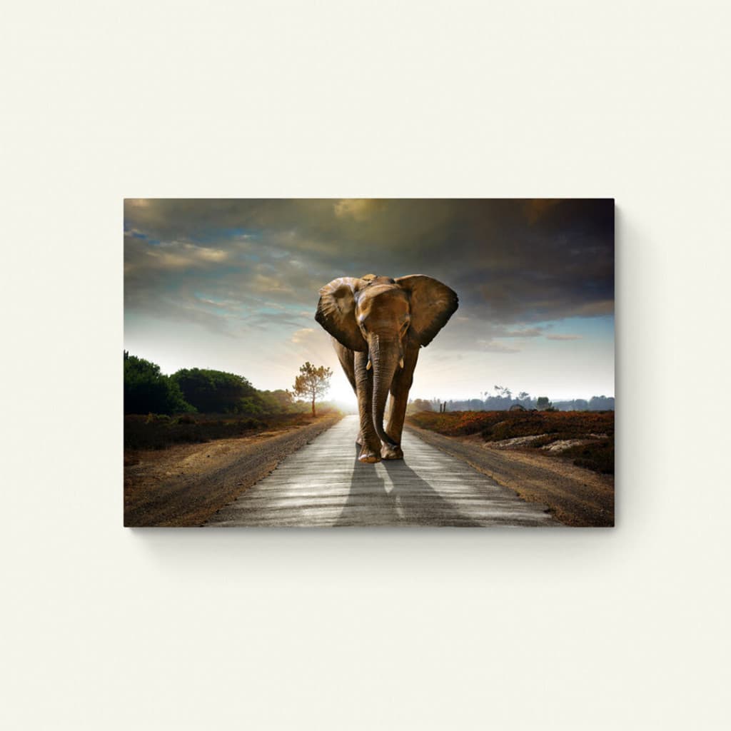 Olifant op de weg