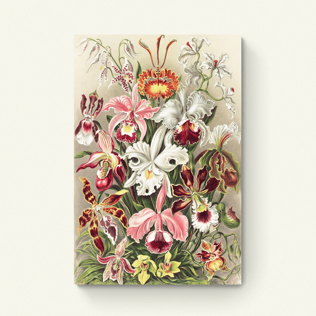 Orchidee
