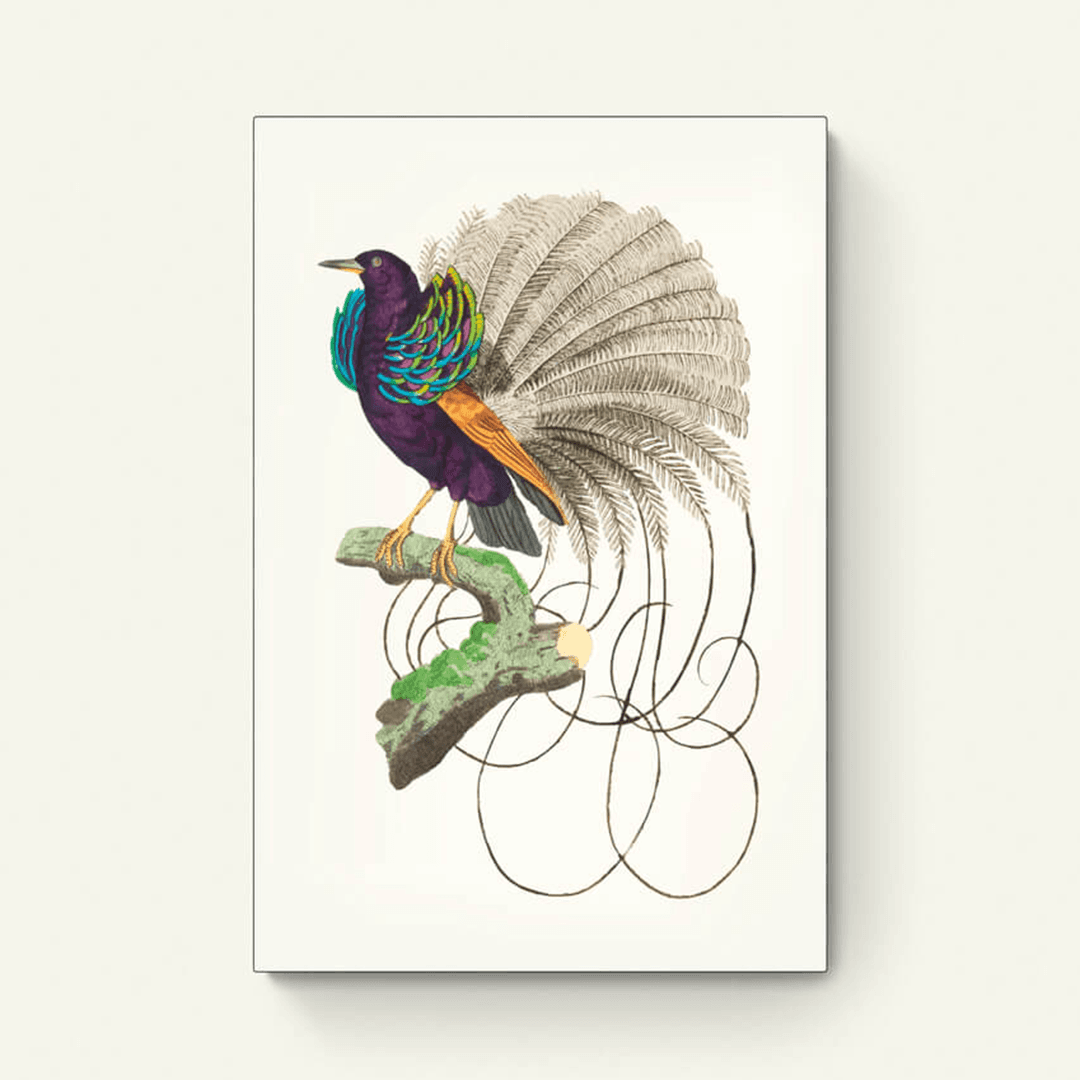Paradijsvogel