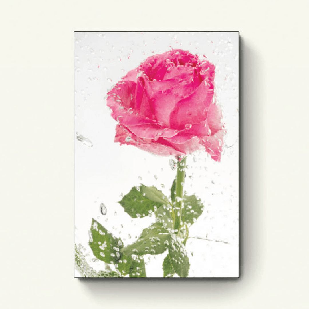 Roze Bloeiende Roos