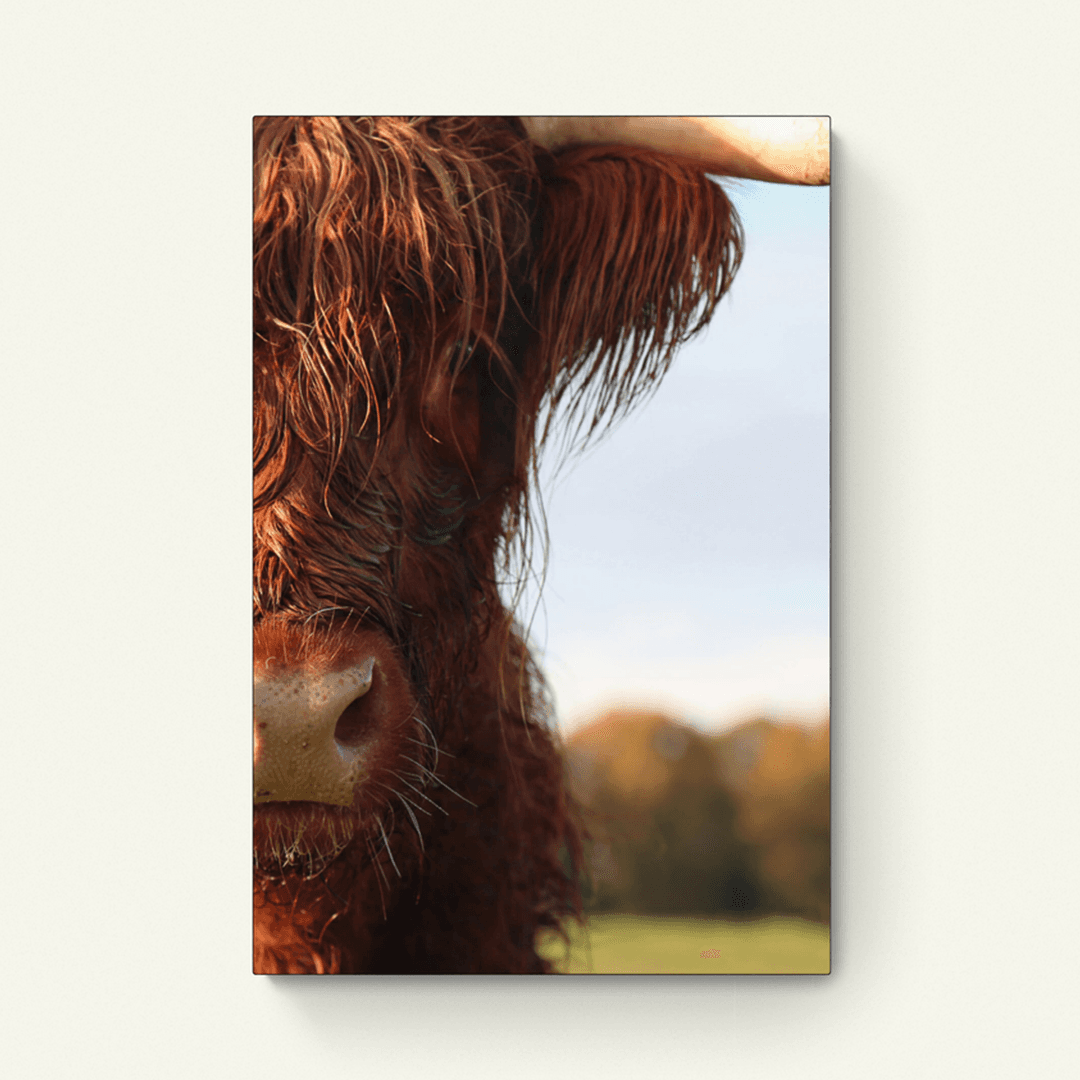 Schotse hooglander