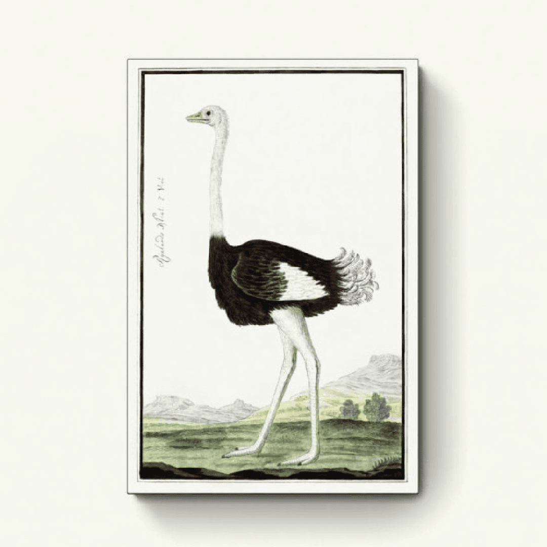 Struisvogel