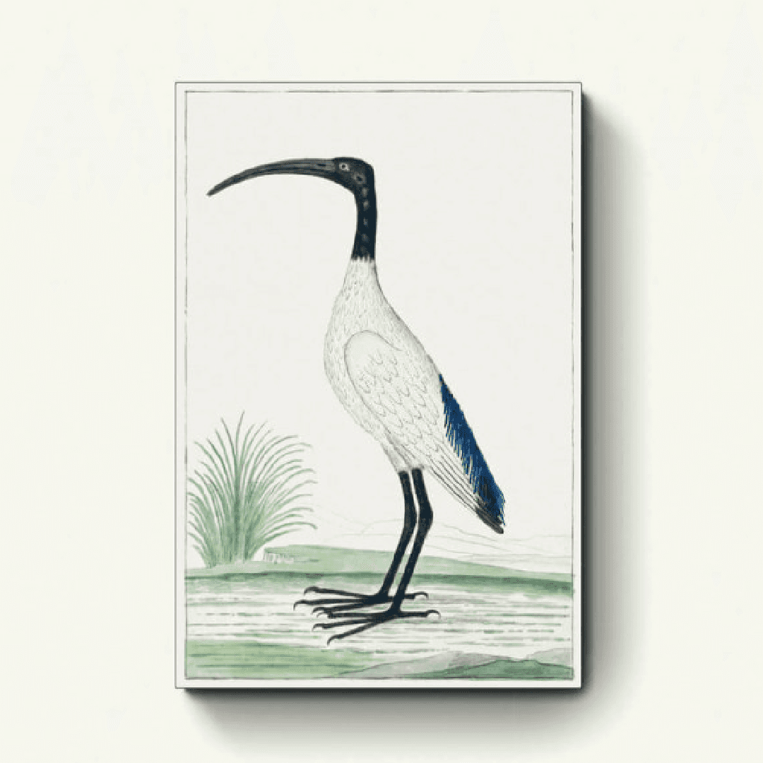 Threskiornis aethiopicus
