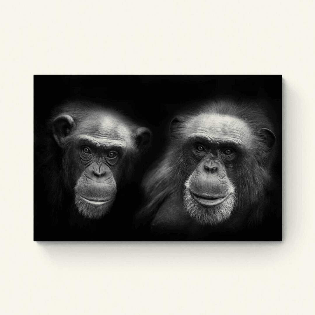 Twee chimpansees