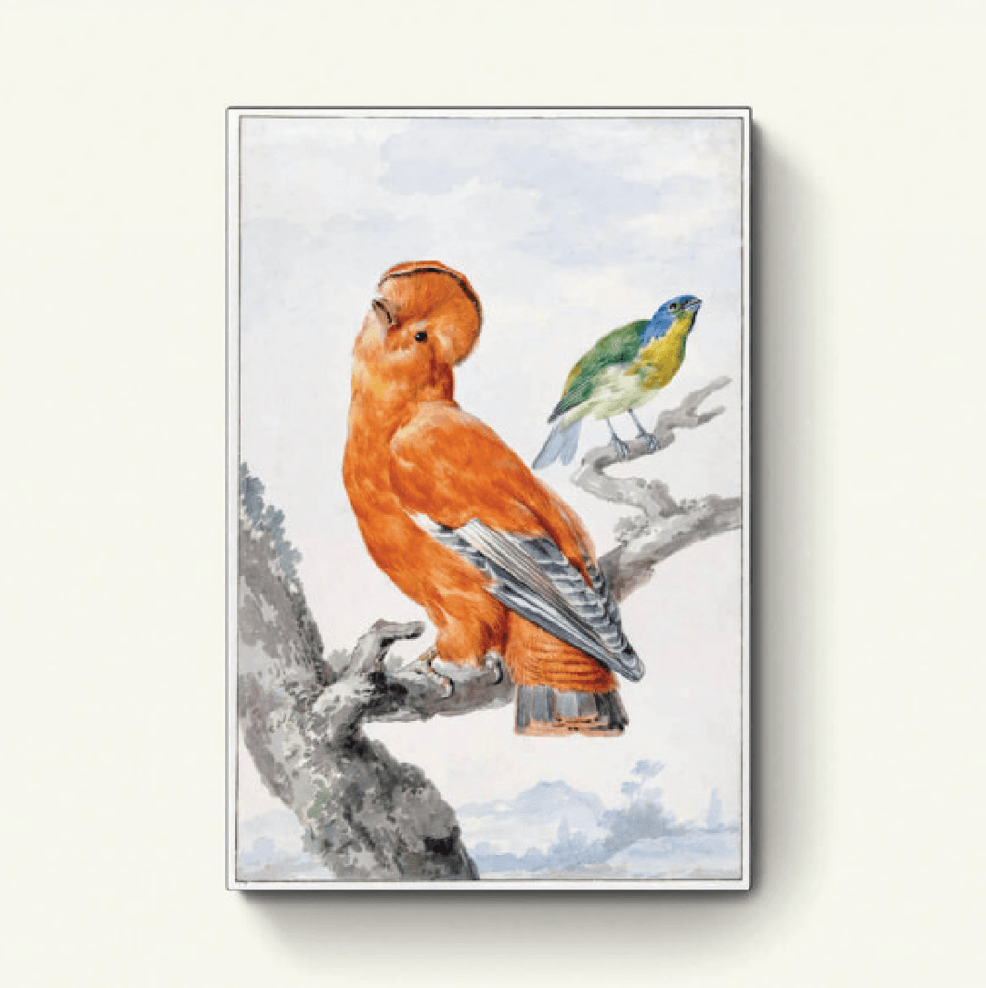 Twee exotische vogels: een Rotshaan en een kleurvink – Aert Schouman