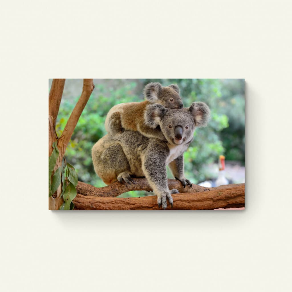 Twee koala's