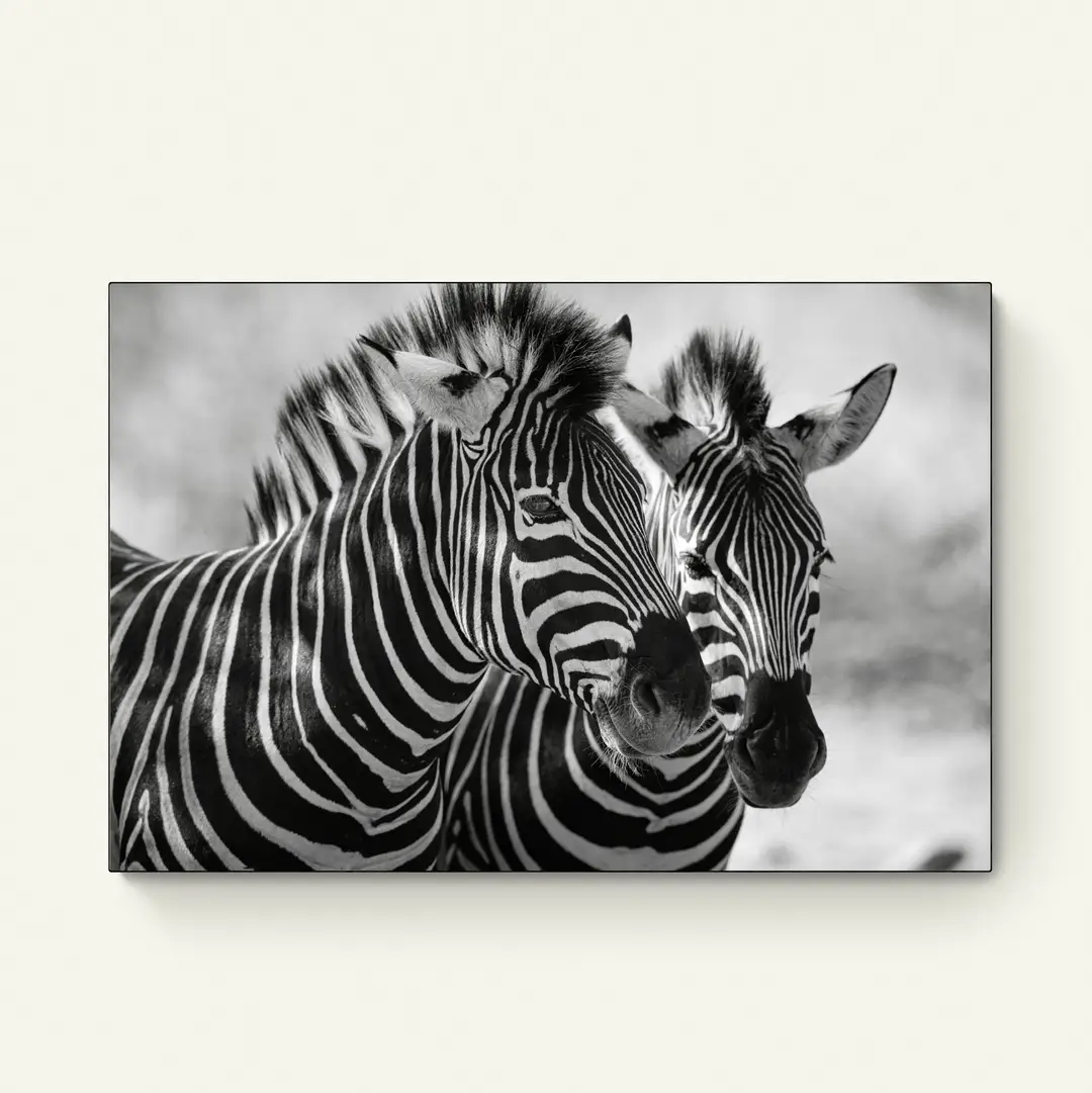 Tweelingzebra's
