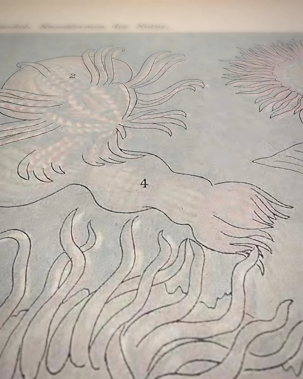 Actiniae (Kunstformen der Natur, plaat 49) op geweven fluweel, uitsnede 3 van 3