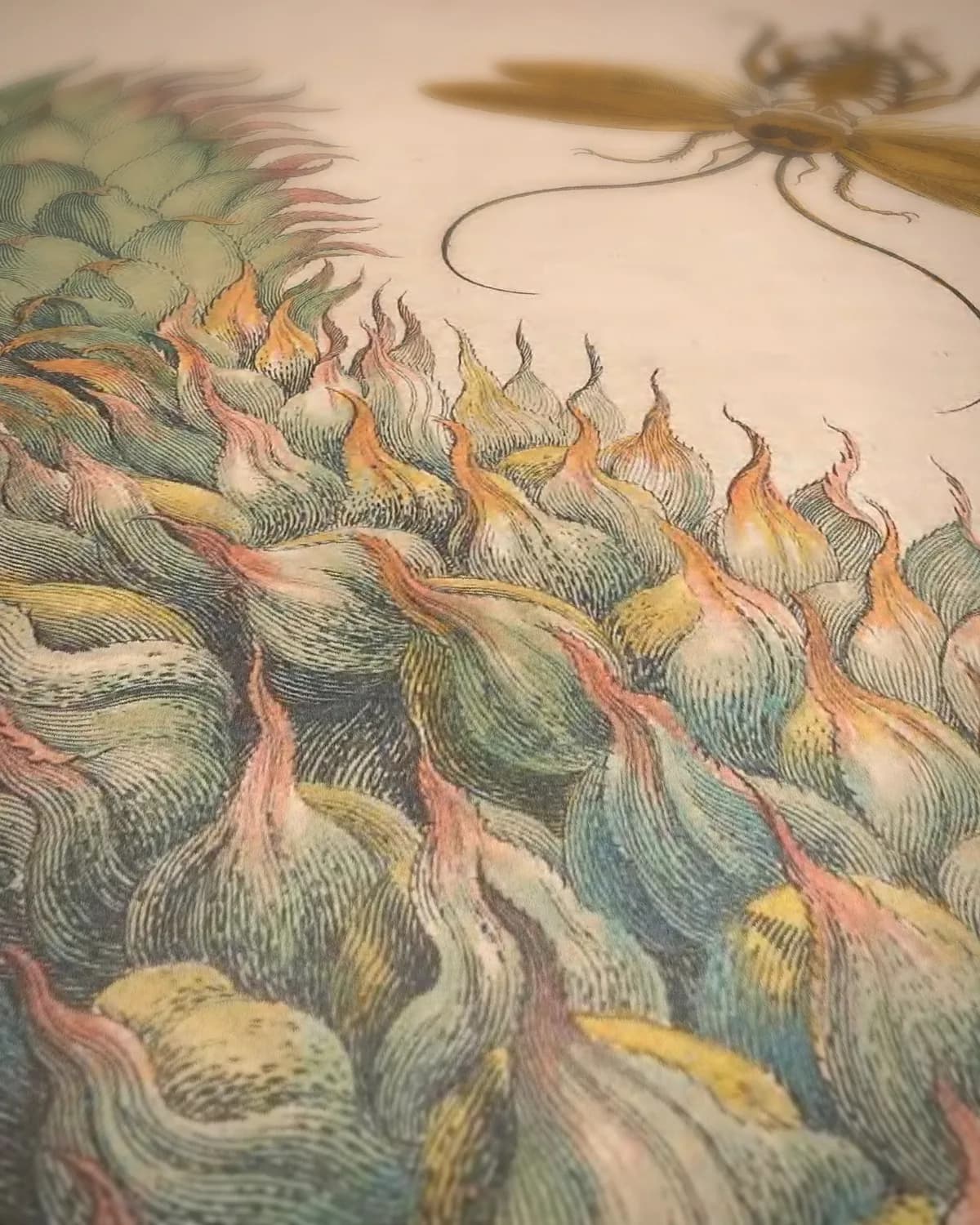 Ananas met kakkerlakken (Metamorphosis, plaat 1/2) op geweven fluweel, uitsnede 3 van 3