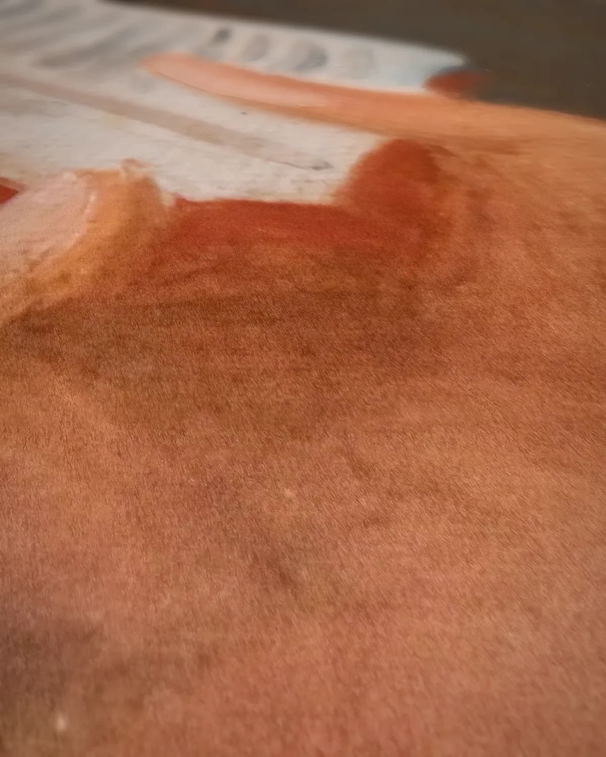 De lezende jonge vrouw op geweven fluweel, uitsnede 2 van 3