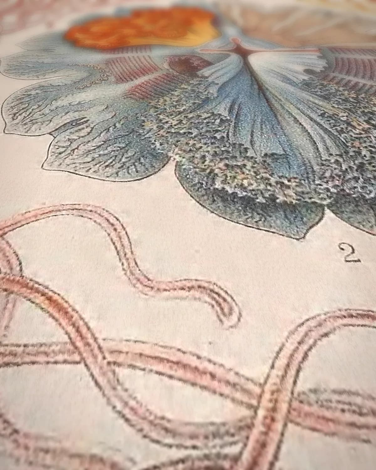 Discomedusae (Kunstformen der Natur, plaat 8) op geweven fluweel, uitsnede 1 van 3