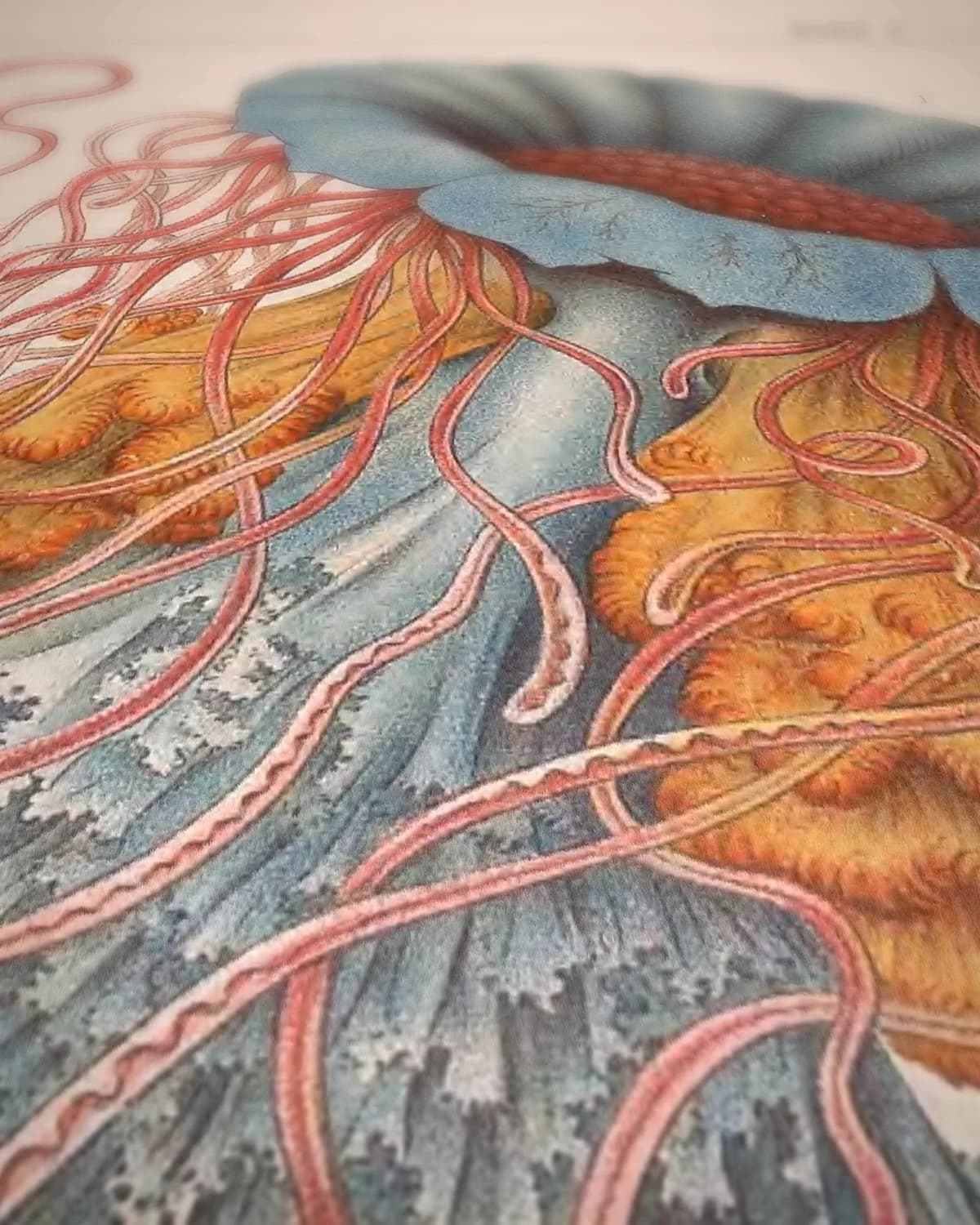 Discomedusae (Kunstformen der Natur, plaat 8) op geweven fluweel, uitsnede 3 van 3