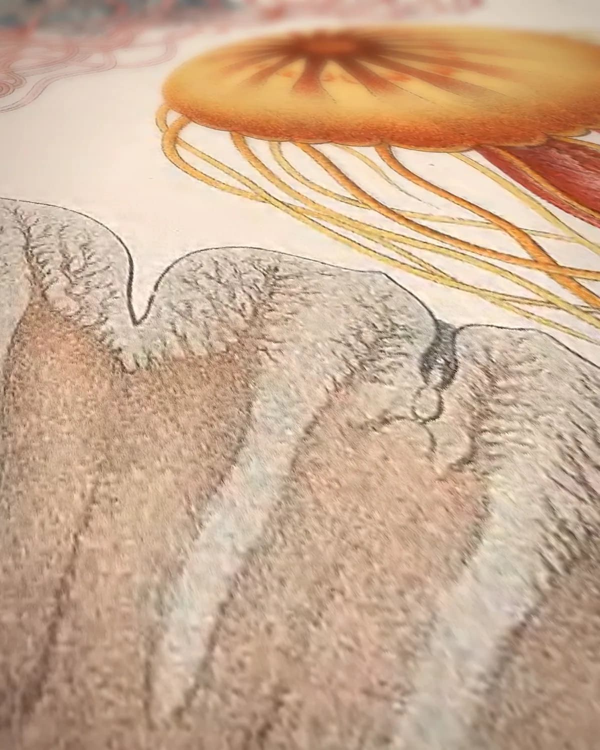 Discomedusae (Kunstformen der Natur, plaat 8) op geweven fluweel, uitsnede 2 van 3