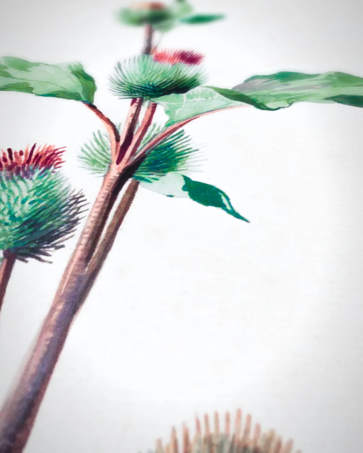 Distel op geweven fluweel, uitsnede 3 van 3
