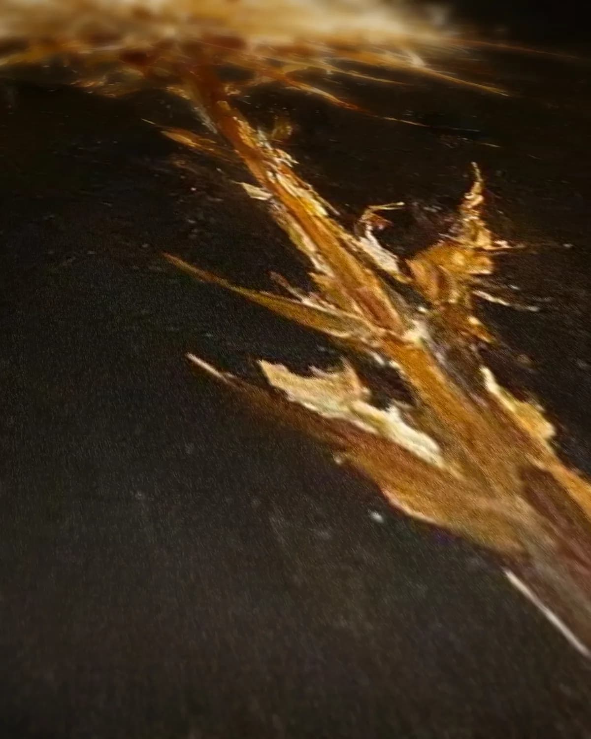 Distelkop in het licht op geweven fluweel, uitsnede 2 van 3