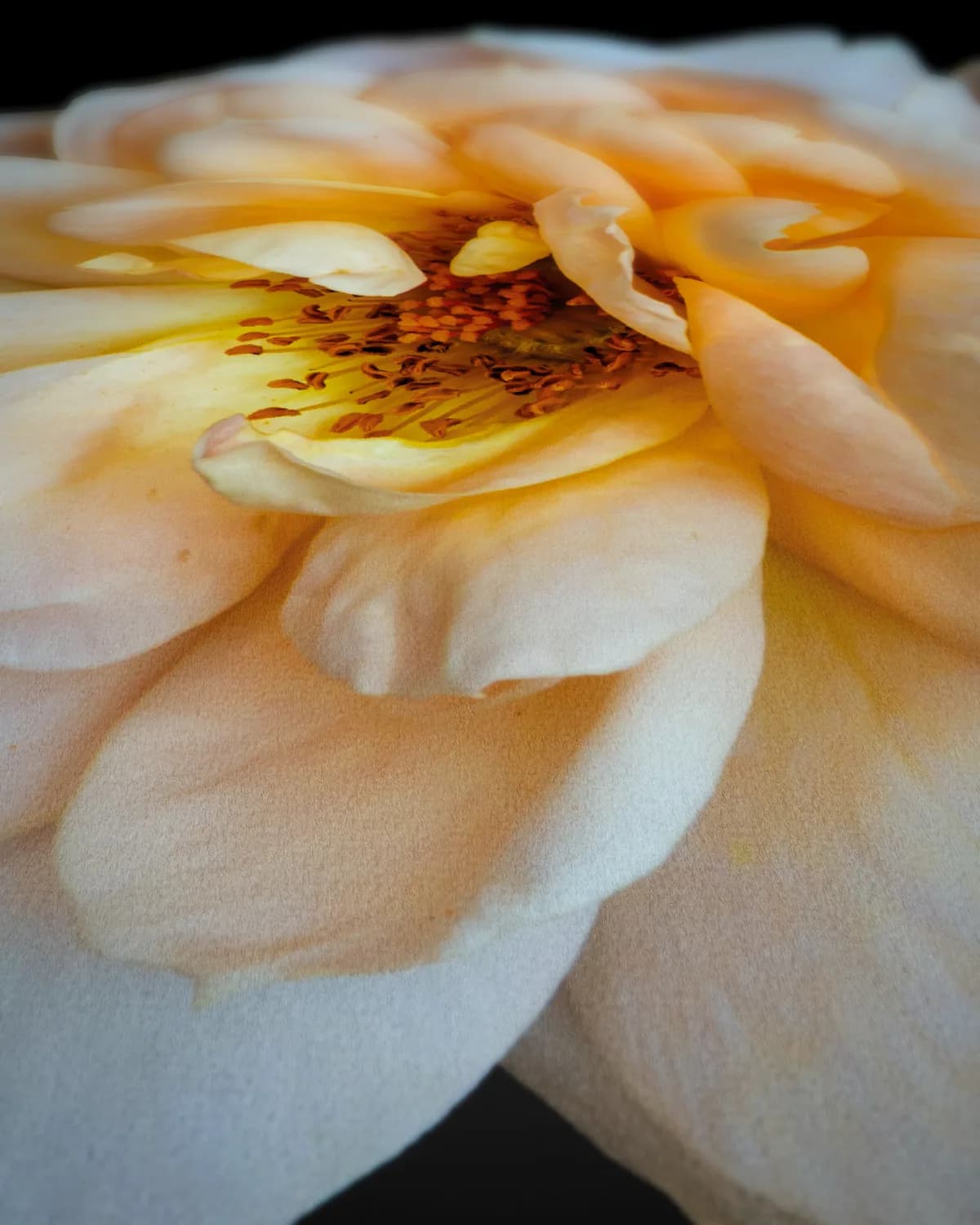 Dubbelleven in bloei op geweven fluweel, uitsnede 3 van 3