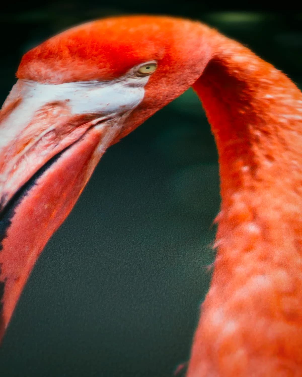 Flamingo op geweven fluweel, uitsnede 3 van 3