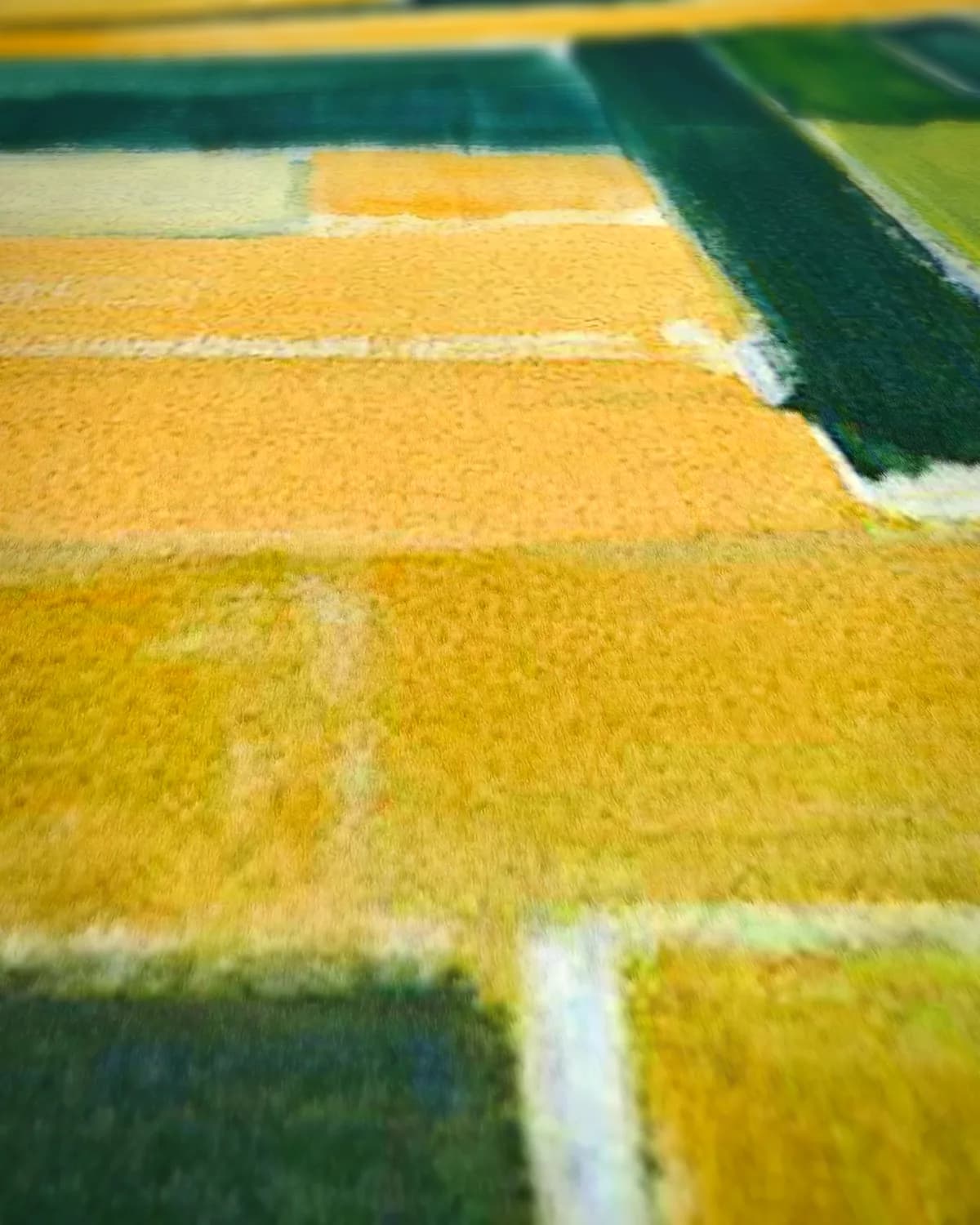 Gouden Akkers op geweven fluweel, uitsnede 1 van 3