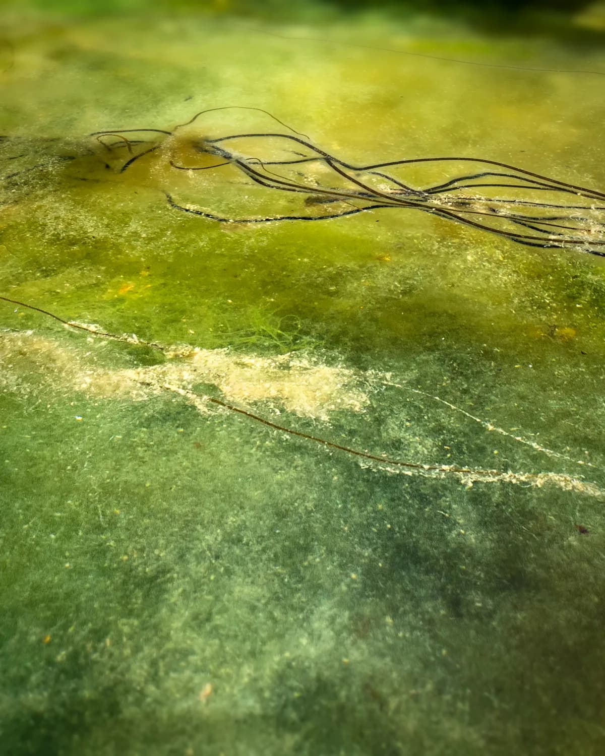 Groene Diepte op geweven fluweel, uitsnede 3 van 3