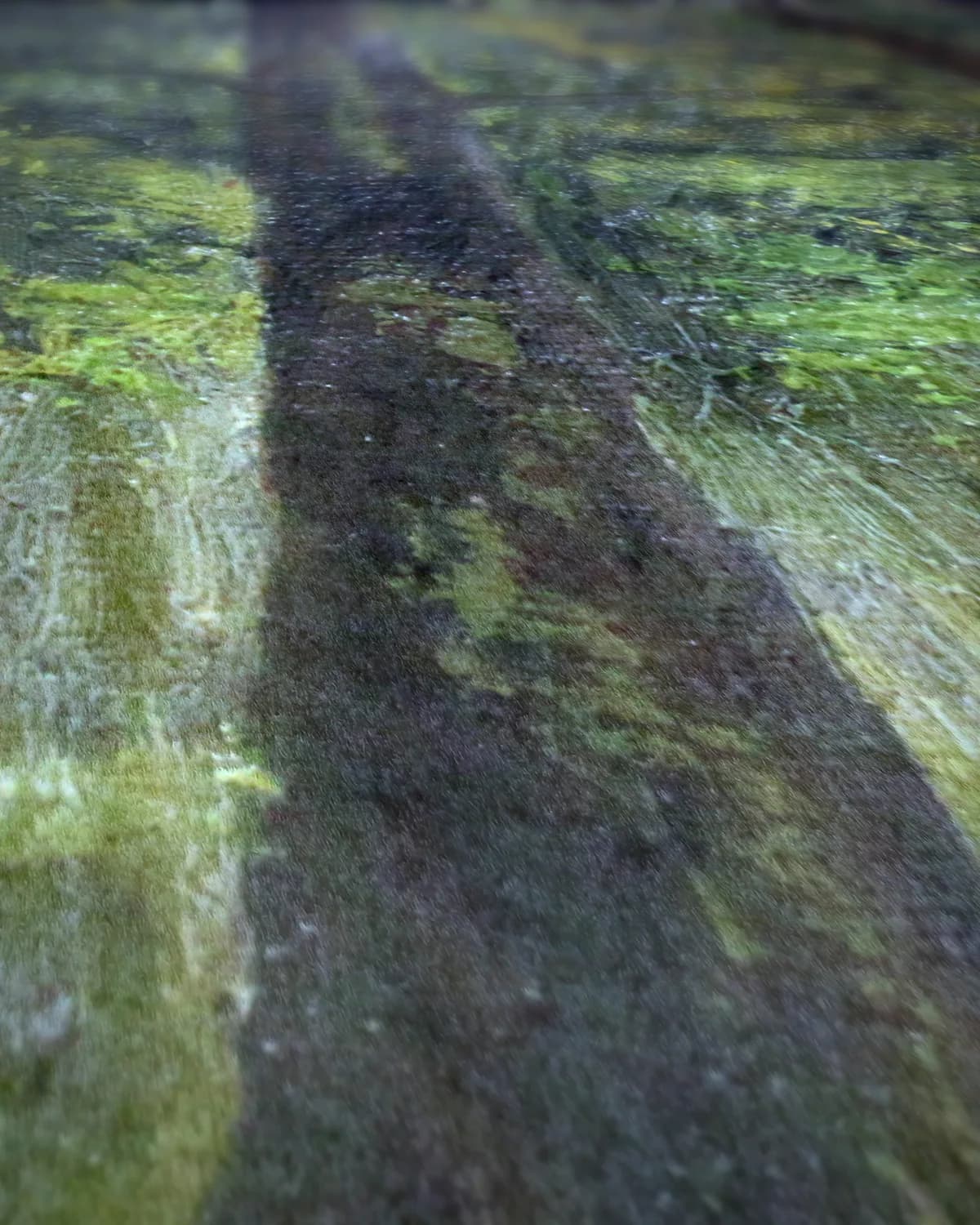 In het woud op geweven fluweel, uitsnede 2 van 3