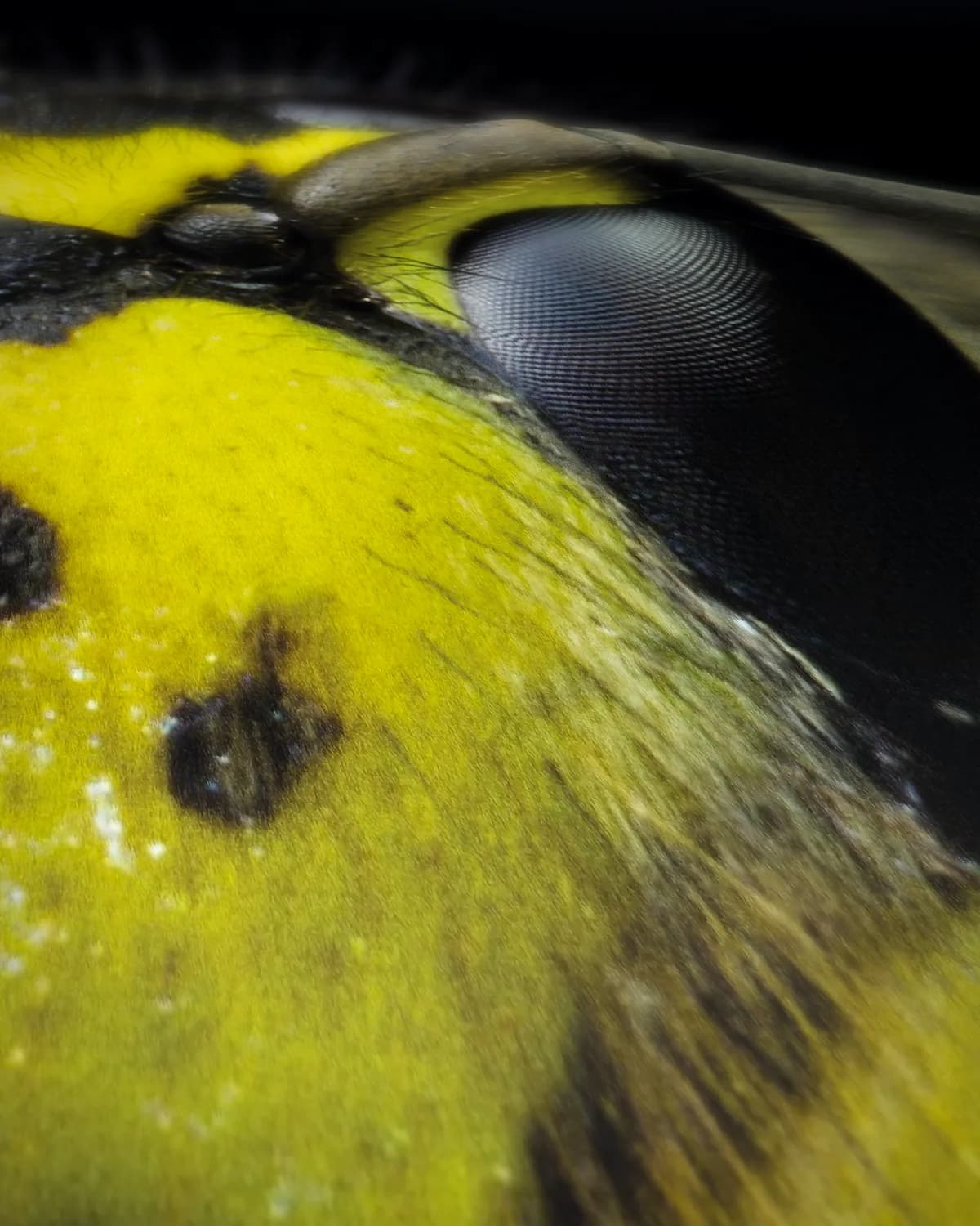 Indringende Blik op geweven fluweel, uitsnede 2 van 3