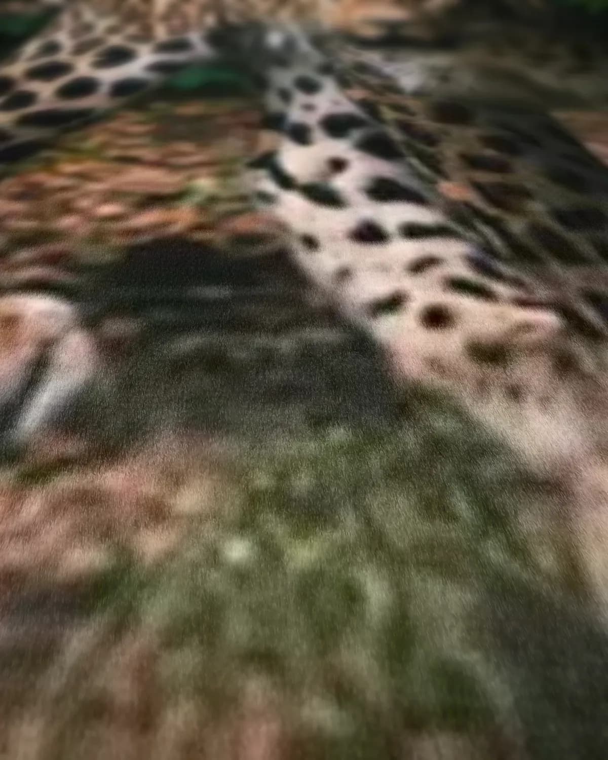 Jaguar in het oerwoud op geweven fluweel, uitsnede 1 van 3