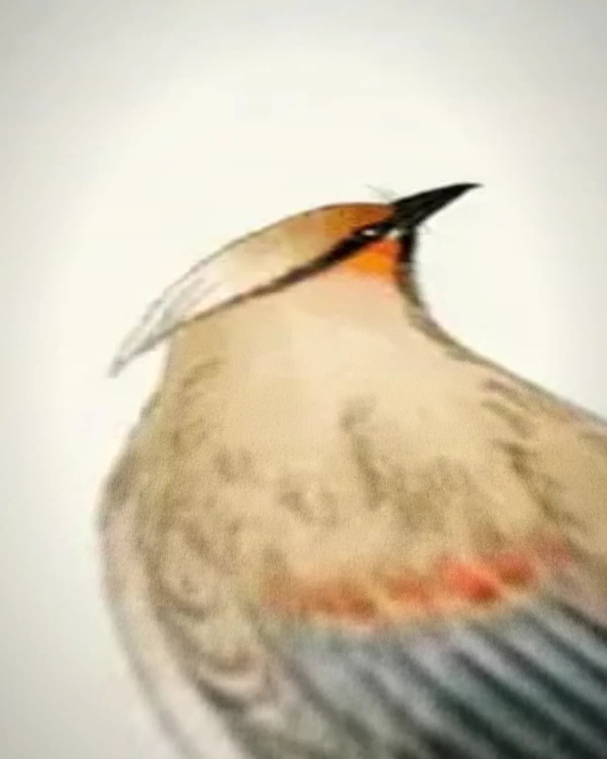 Japanse pestvogel op esdoorn op geweven fluweel, uitsnede 3 van 3