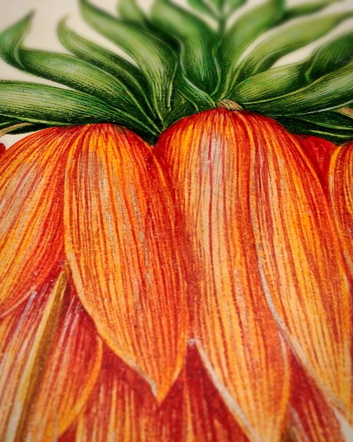 Kaÿser Kron (keizerskroon, florilegium, ca. 1690) op geweven fluweel, uitsnede 3 van 3
