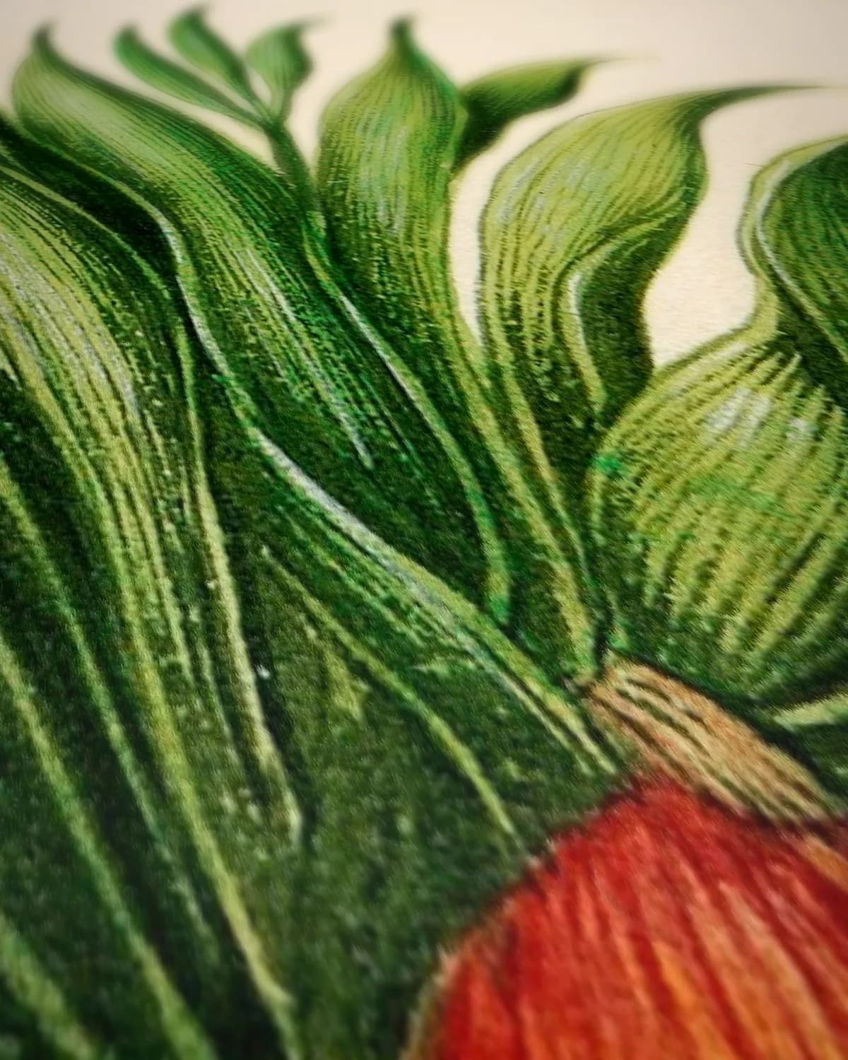 Kaÿser Kron (keizerskroon, florilegium, ca. 1690) op geweven fluweel, uitsnede 2 van 3