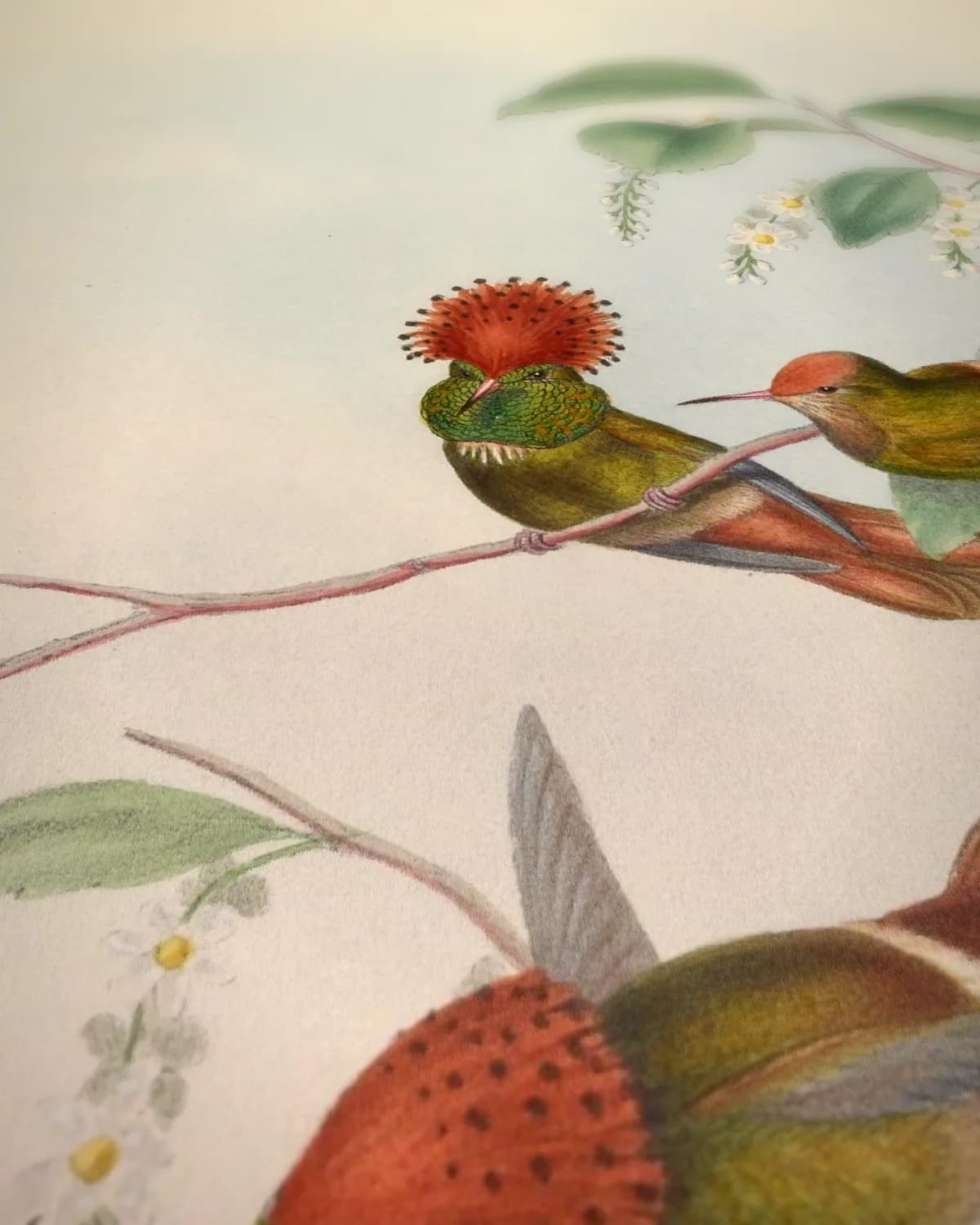 Kolibries (Lophornis stictolophus) op geweven fluweel, uitsnede 3 van 3