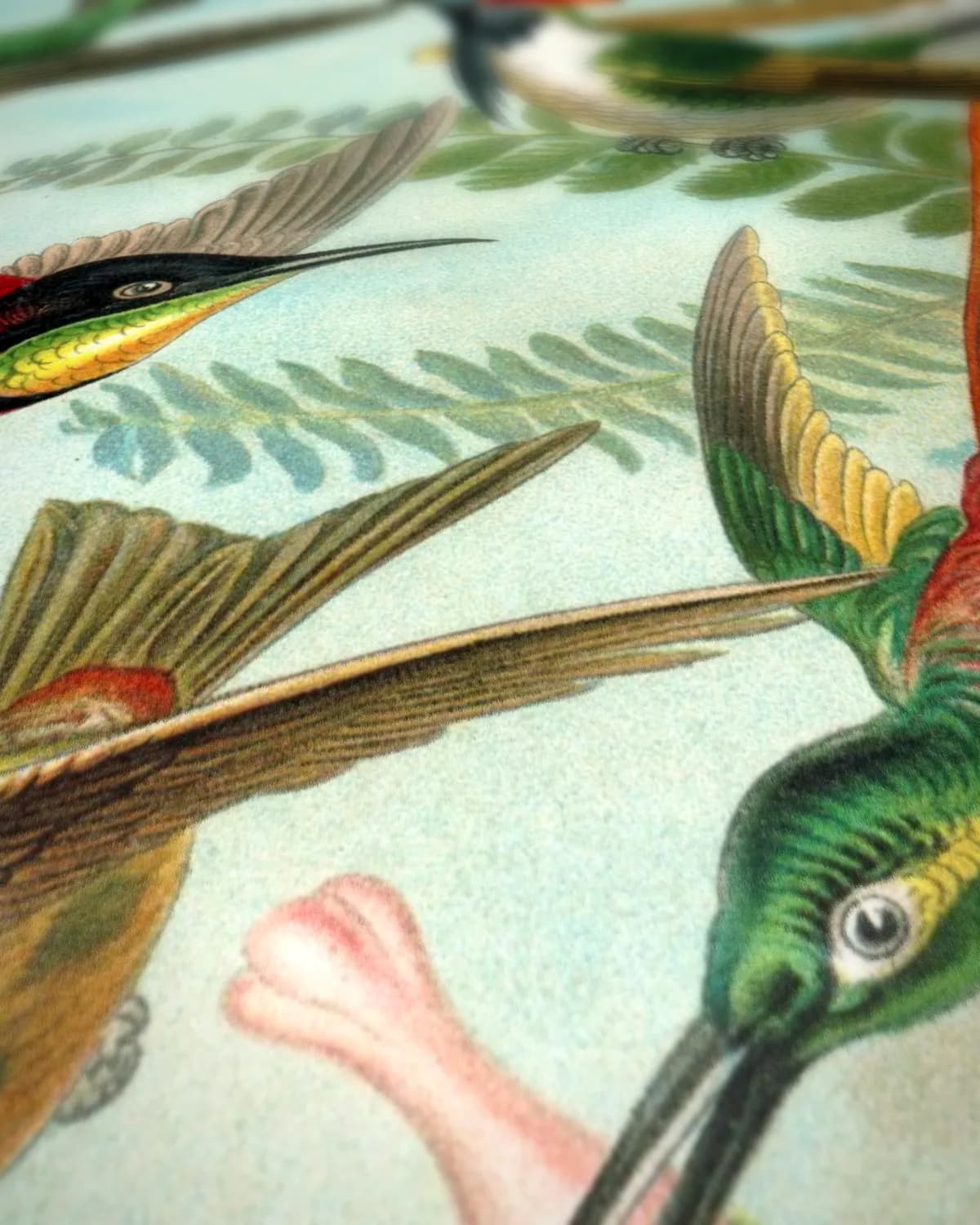 Kolibris's Kunstformen der Natur op geweven fluweel, uitsnede 3 van 3