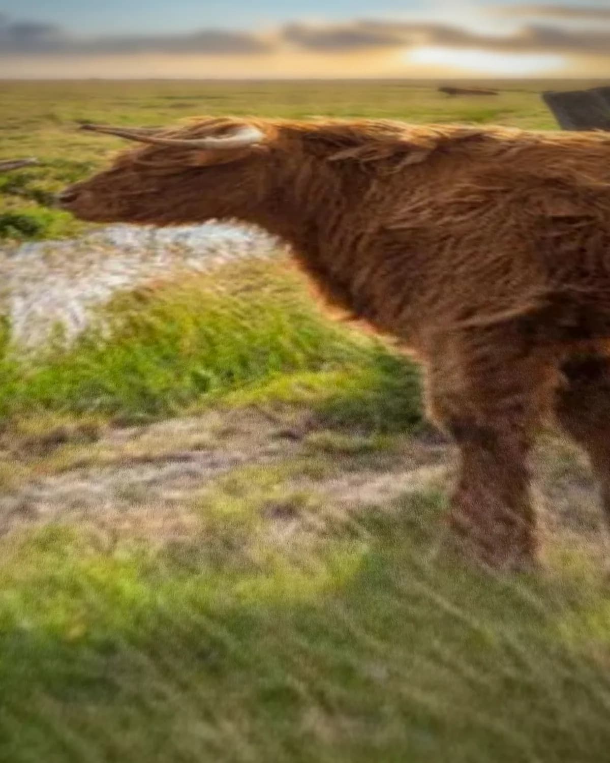 Moeder en Kind hooglanders op geweven fluweel, uitsnede 3 van 3