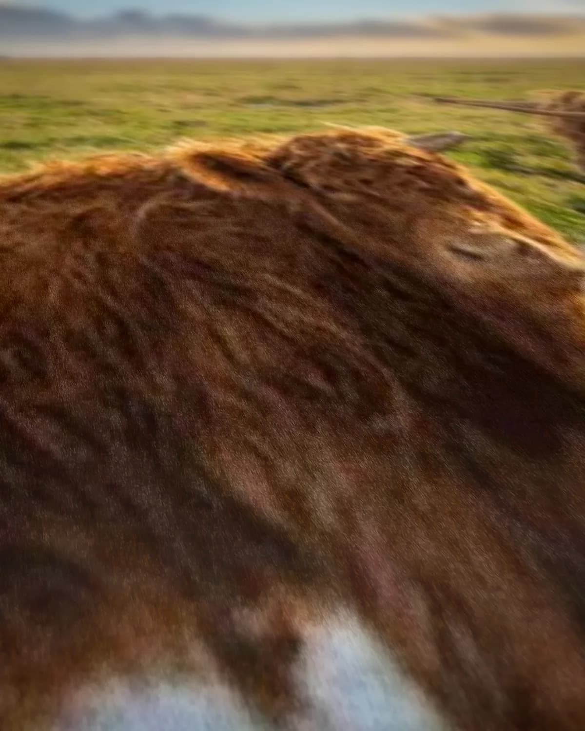Moeder en Kind hooglanders op geweven fluweel, uitsnede 2 van 3