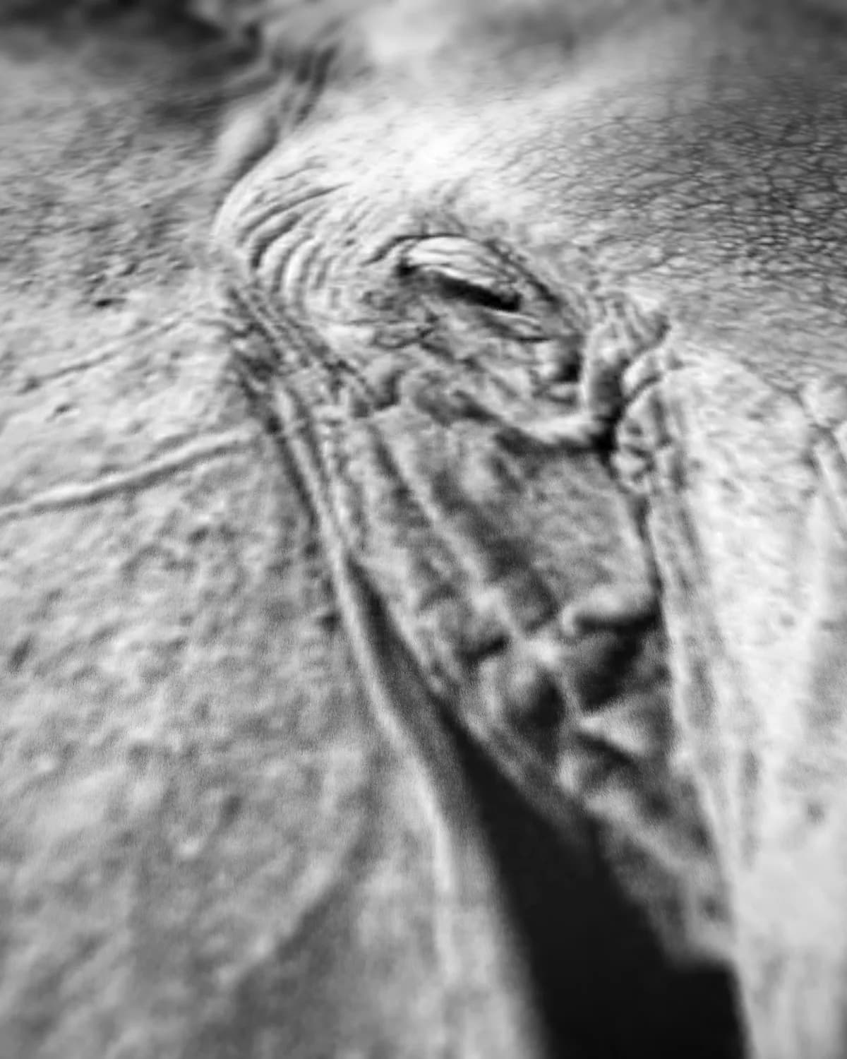 Olifant close up zwart-wit op geweven fluweel, uitsnede 3 van 3