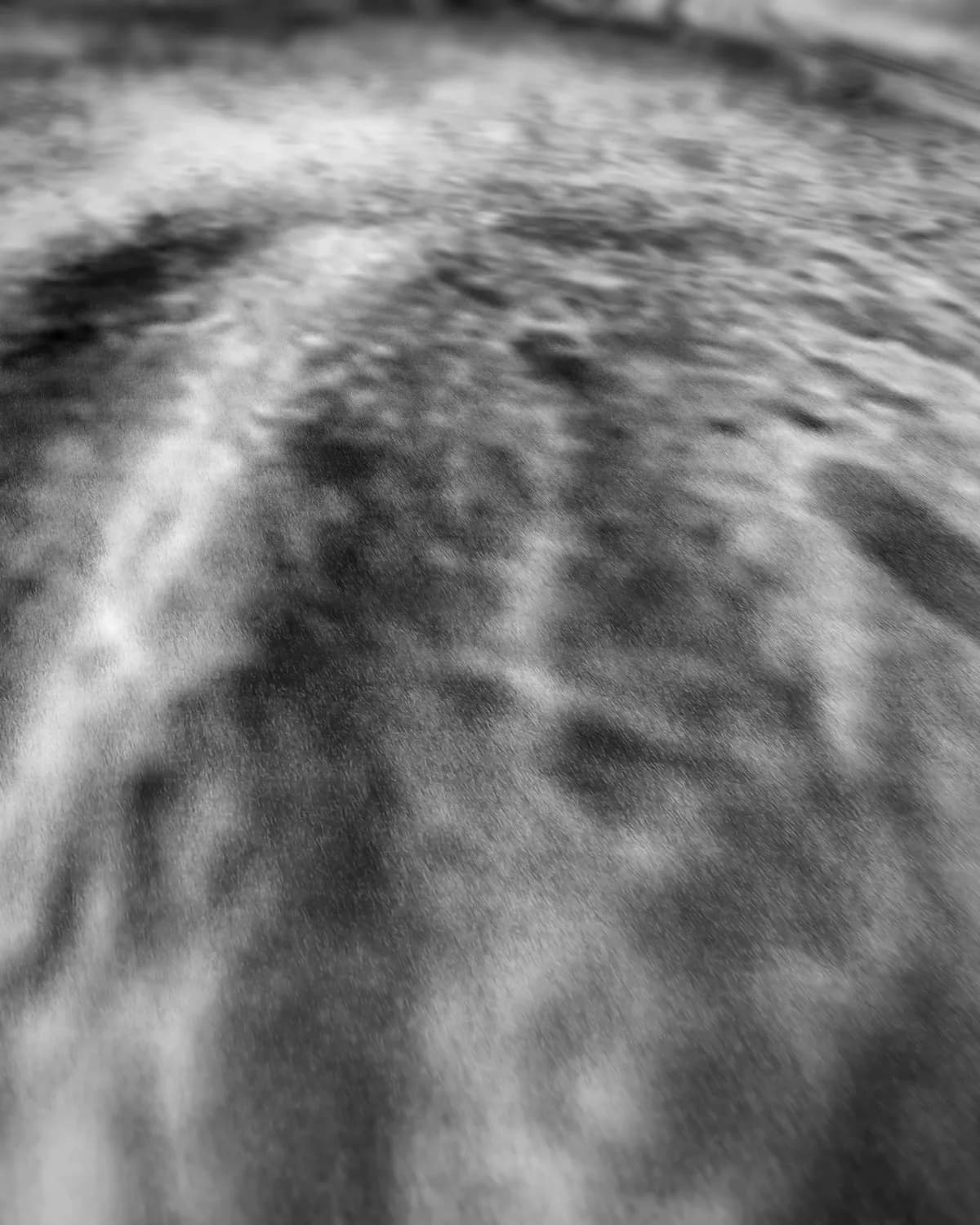 Olifant close up zwart-wit op geweven fluweel, uitsnede 2 van 3