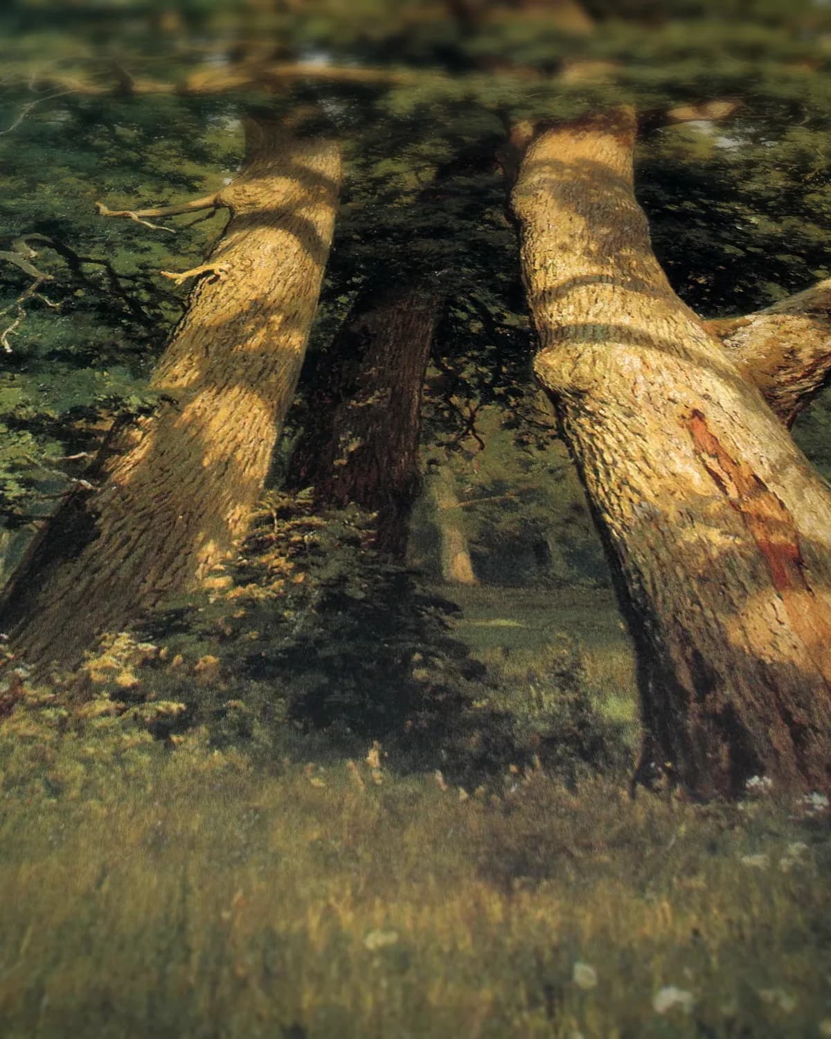 Oude eiken in het bos op geweven fluweel, uitsnede 3 van 3