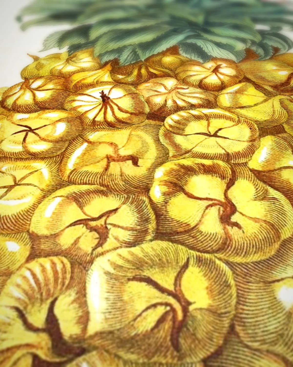 Plaat uit Metamorphosis (ananas met vlinders) op geweven fluweel, uitsnede 3 van 3