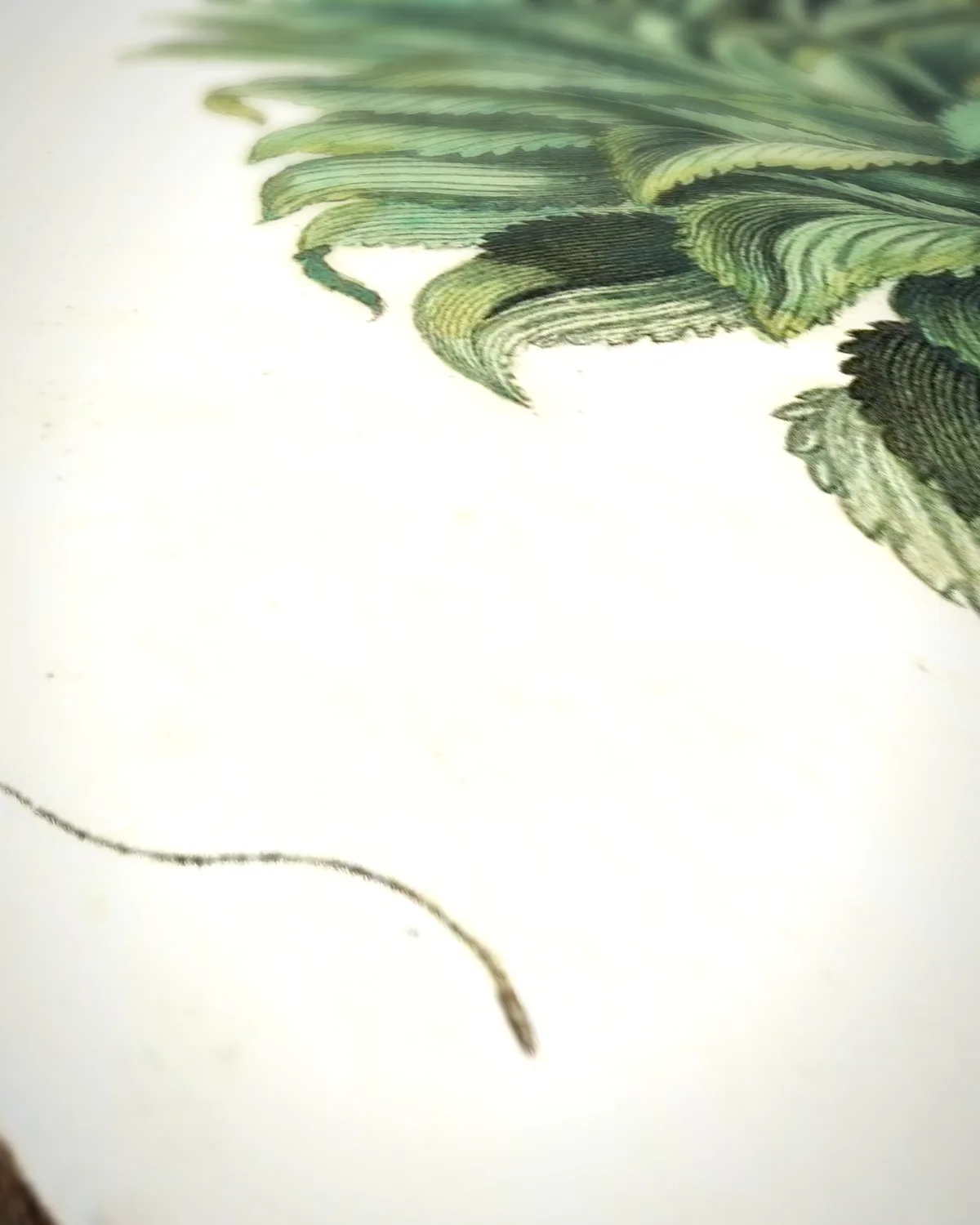 Plaat uit Metamorphosis (ananas met vlinders) op geweven fluweel, uitsnede 2 van 3