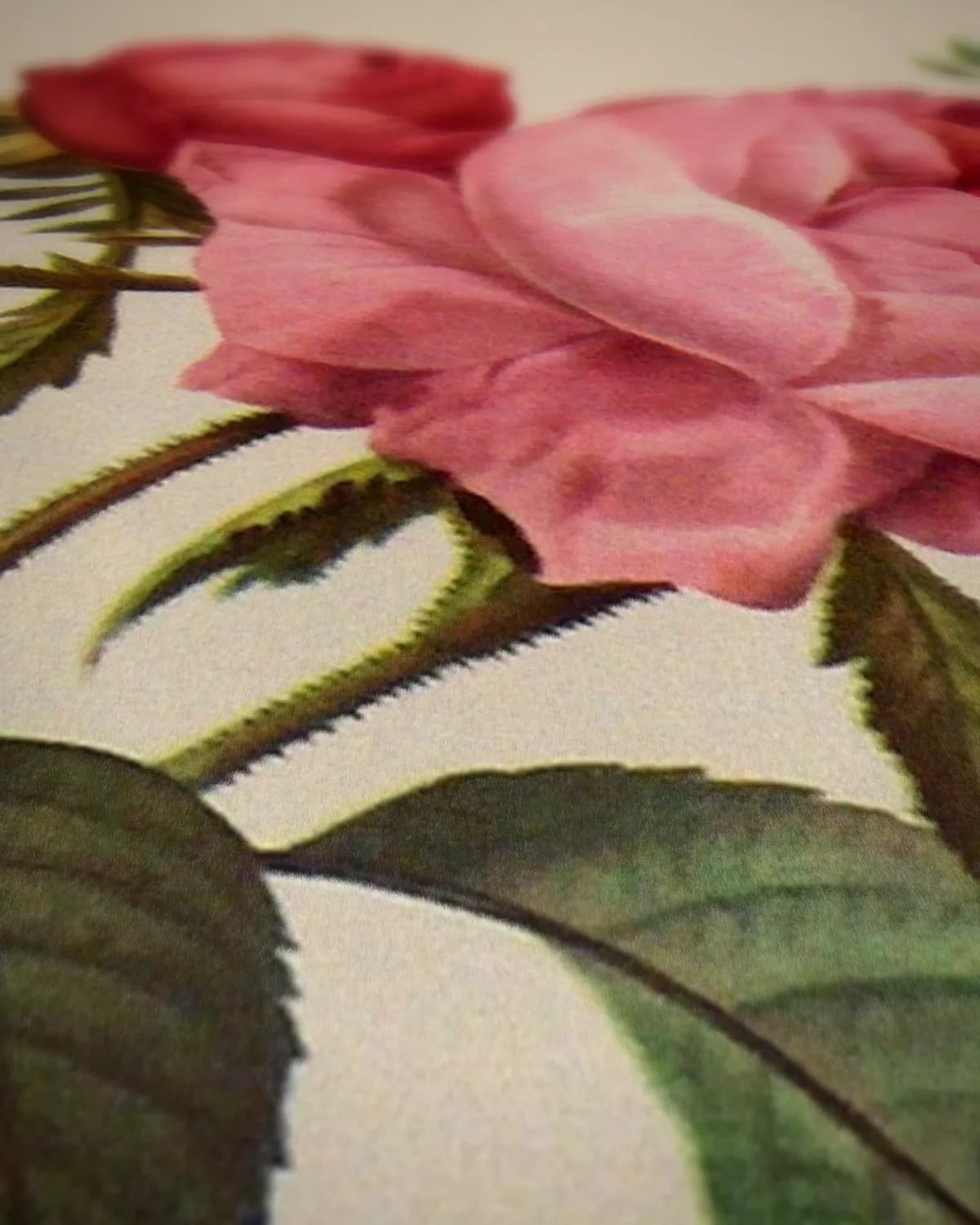 Rosa centifolia foliacea (Les Roses) op geweven fluweel, uitsnede 3 van 3