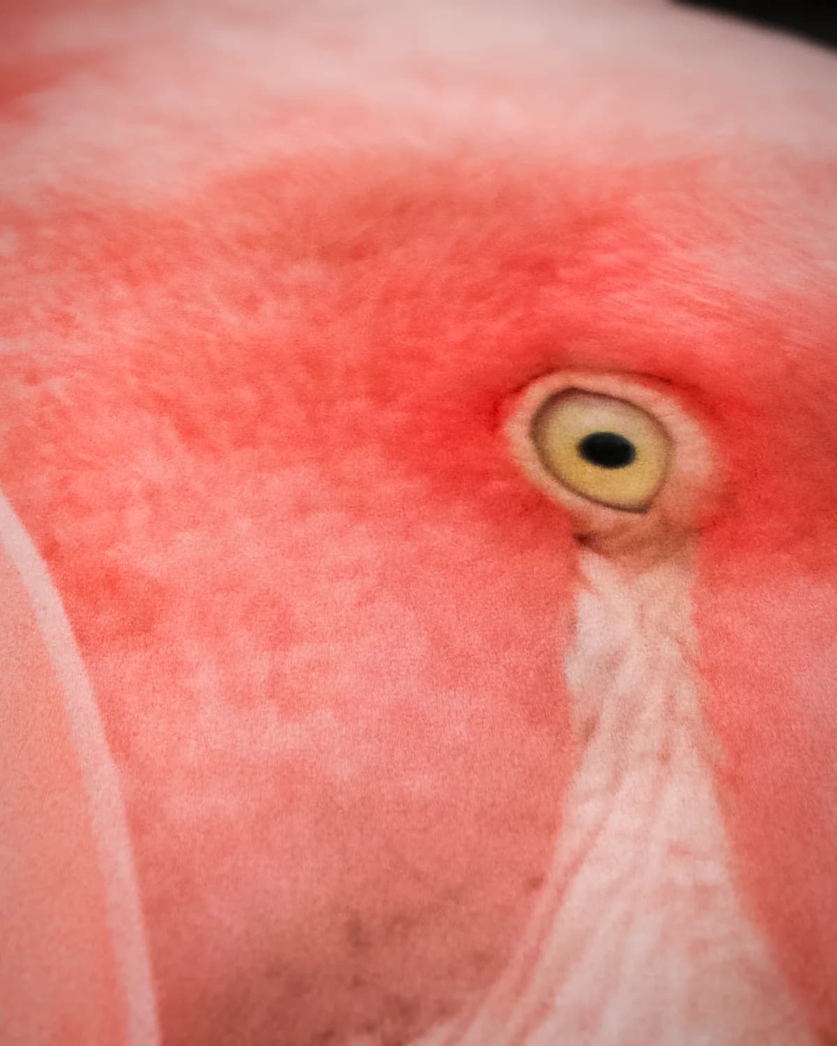 Roze Flamingo op geweven fluweel, uitsnede 3 van 3