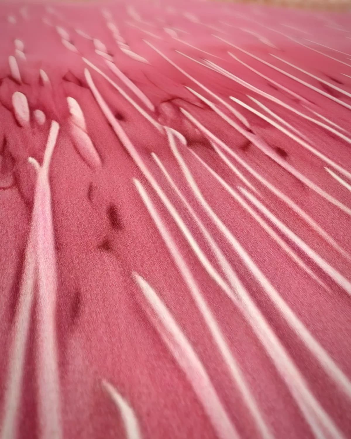 Roze Sereniteit op geweven fluweel, uitsnede 2 van 3