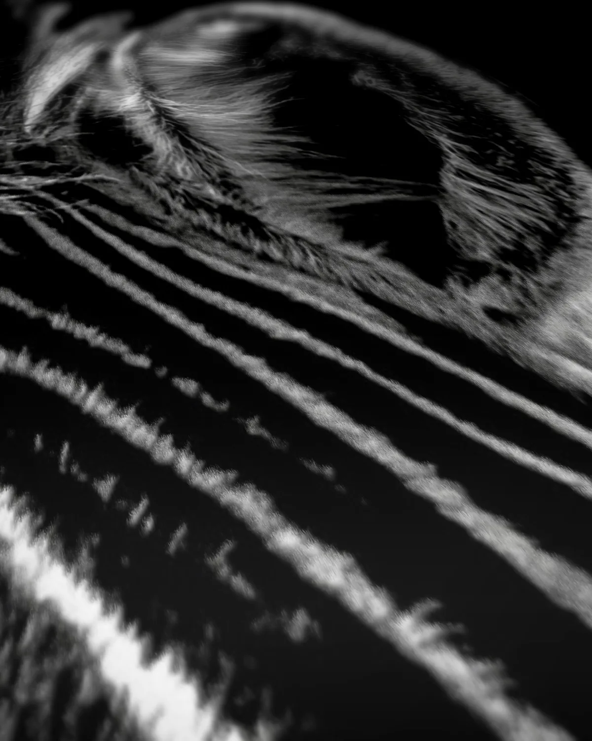 Stijlvolle Zebra op geweven fluweel, uitsnede 2 van 3