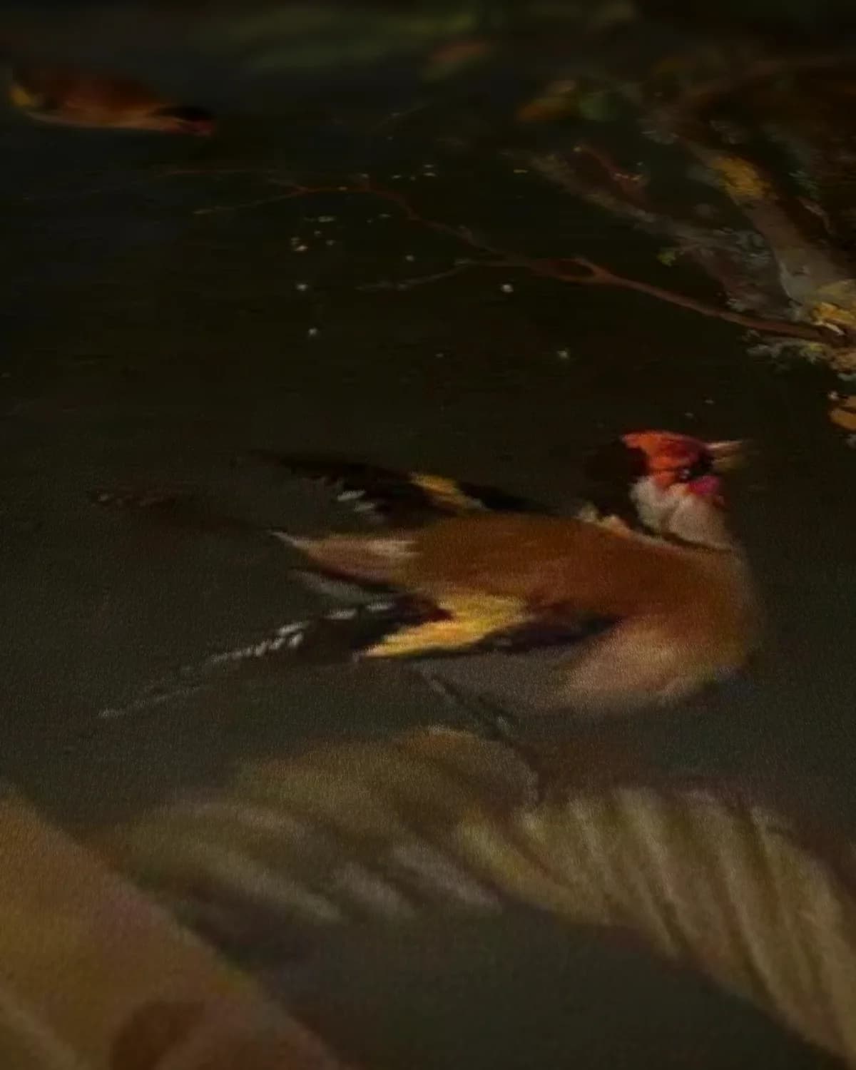Stilleven met fruit, vissen en vogels op geweven fluweel, uitsnede 3 van 3