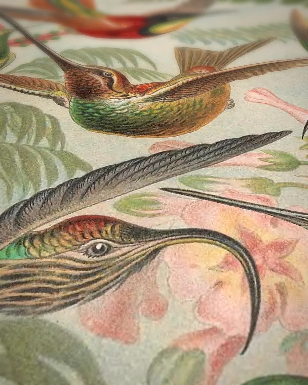 Trochilidae (Kunstformen der Natur, plaat 99) op geweven fluweel, uitsnede 3 van 3