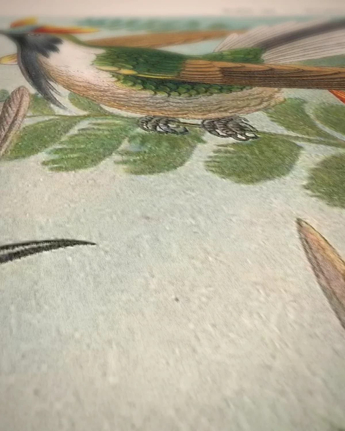 Trochilidae (Kunstformen der Natur, plaat 99) op geweven fluweel, uitsnede 2 van 3