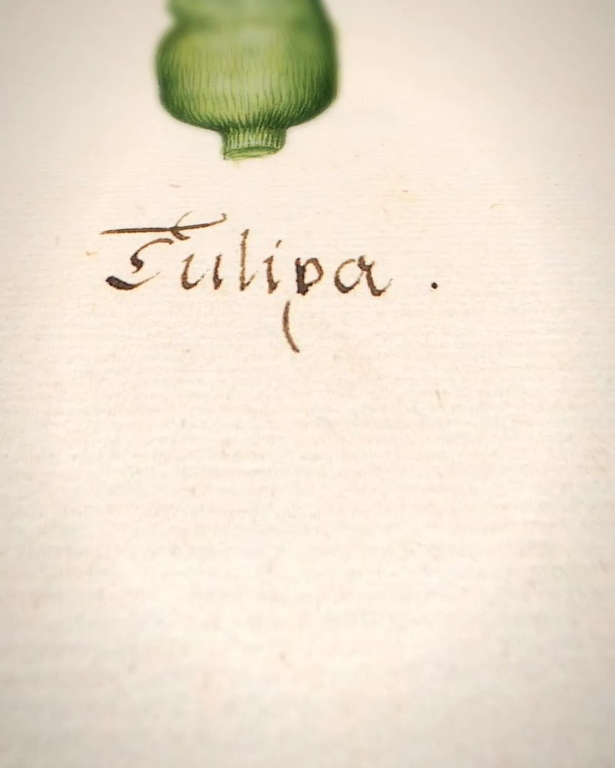 Tülipa (tulpen, florilegium, ca. 1690) op geweven fluweel, uitsnede 1 van 3