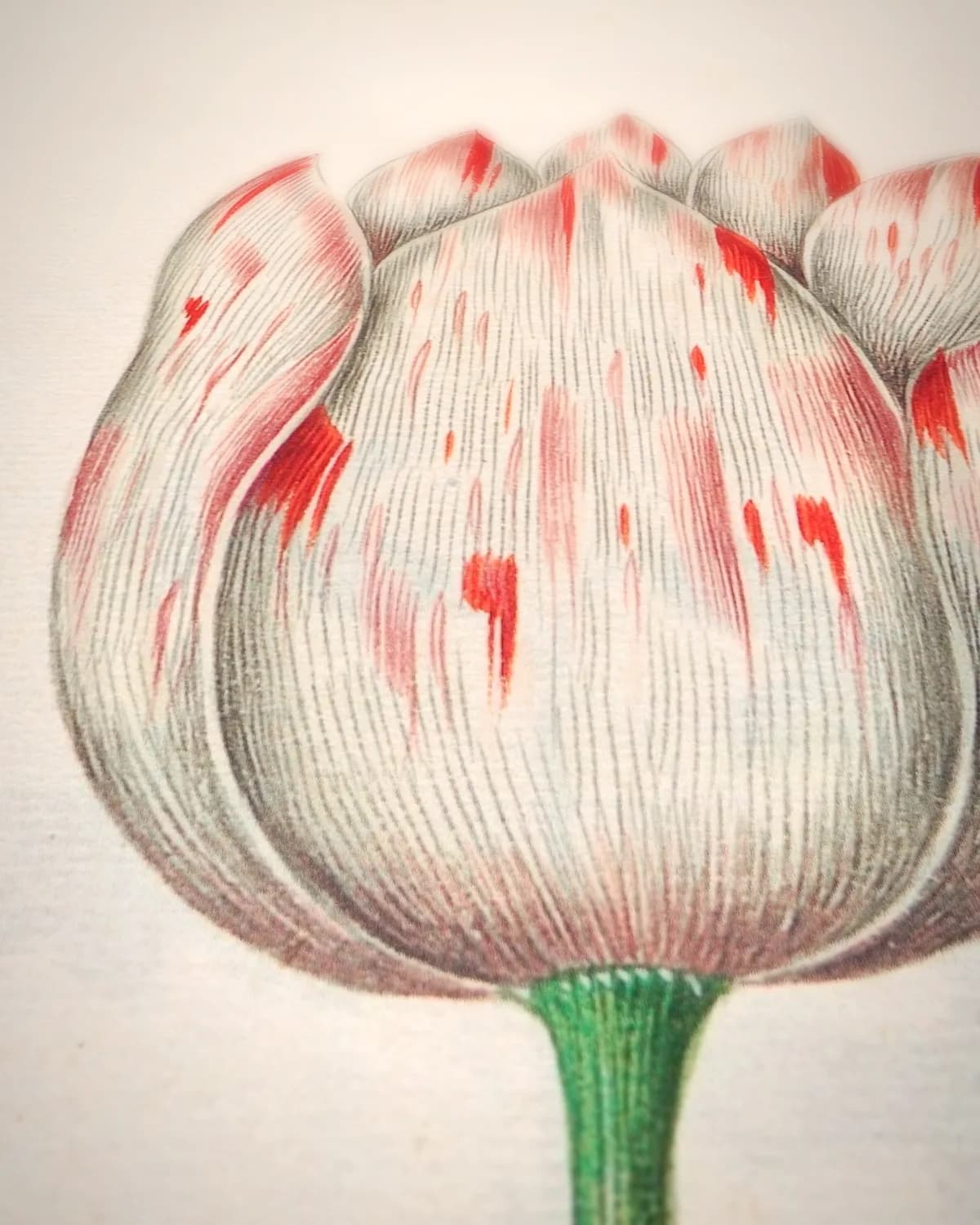 Tülipa (tulpen, florilegium, ca. 1690) op geweven fluweel, uitsnede 3 van 3